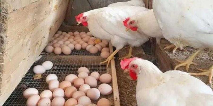 أسعار الدواجن والبيض في الأسواق اليوم الجمعة - الكويت الاخباري
