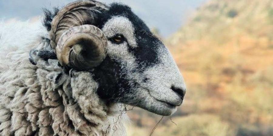 حكم ترك مخلفات نحر الأضاحي في الشوارع.. الإفتاء: من السيئات - الكويت الاخباري