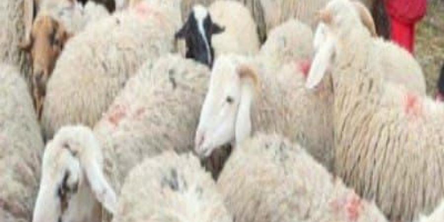 دار الإفتاء تصدر كتيبا عن الأضحية - الكويت الاخباري