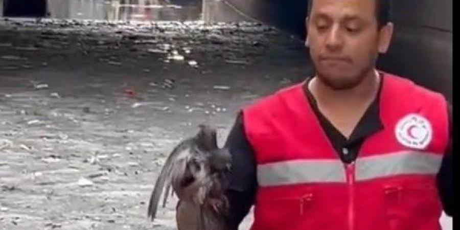 السيدة انتصار السيسي تشيد بالهلال الأحمر المصري لجهوده الإنسانية خلال عاصفة الإسكندرية - الكويت الاخباري