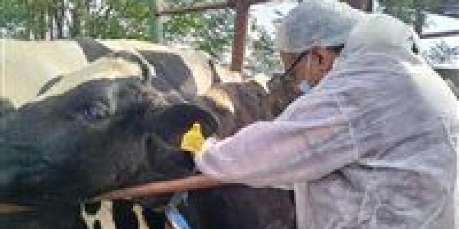 وقف إجازات الأطباء البيطريين والعاملين بالمجازر والمختصين بالتفتيش على اللحوم خلال إجازة عيد الأضحى بالجيزة - الكويت الاخباري