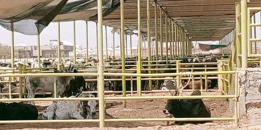 البيئة تتفقد المجزر وشوادر الأضاحي في الغردقة استعدادًا لعيد الأضحى - الكويت الاخباري