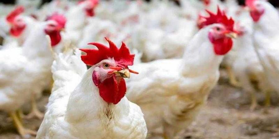 أسعار الدواجن والبيض في الأسواق اليوم الثلاثاء - الكويت الاخباري