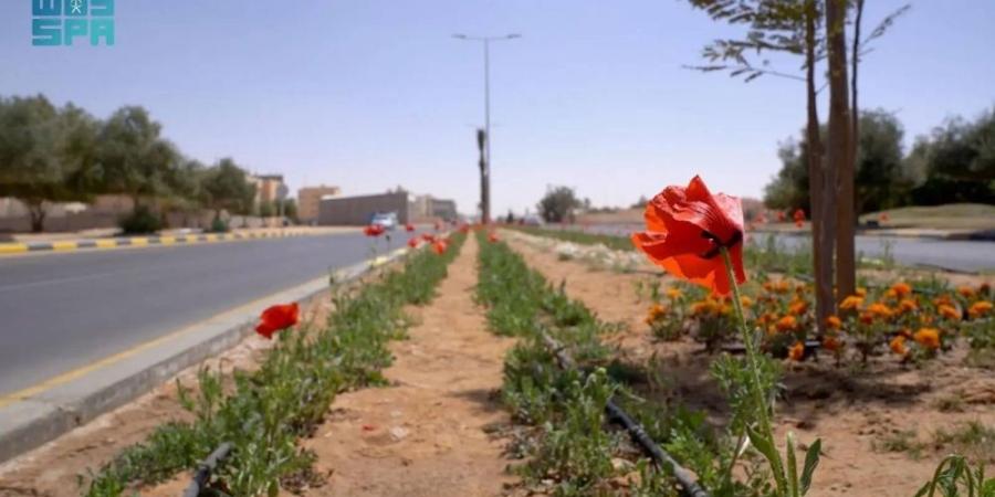 المناطق تتزين بـ152 مليون أشجار وزهور - الكويت الاخباري