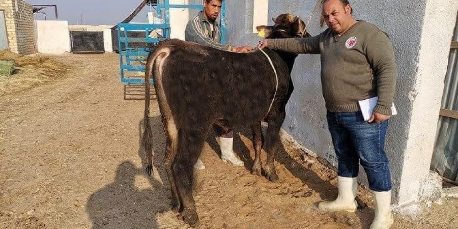 أسهل طريقة لحساب وزن الأضحية بدون ميزان.. «بقري وضاني وماعز» - الكويت الاخباري
