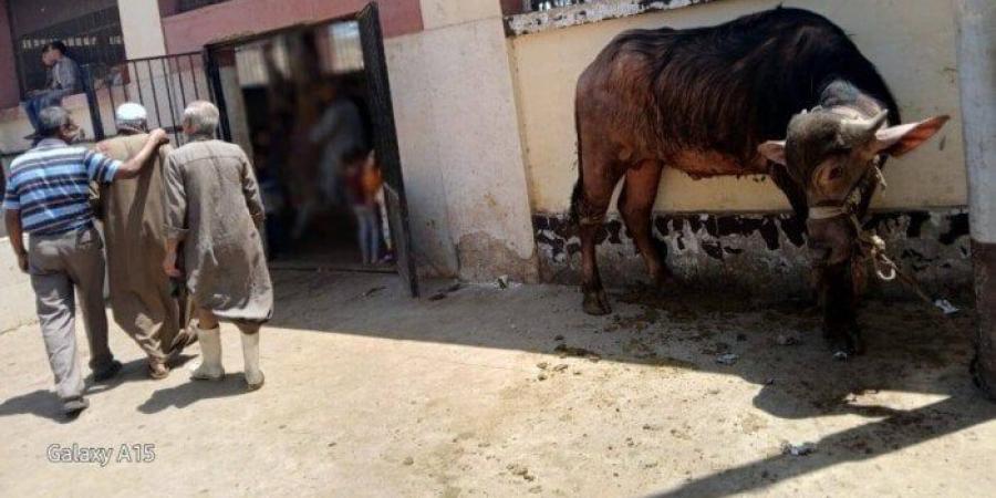 بينها 136 في أول أيام العيد.. ذبح أكثر من 320 أضحية بالمجازر الحكومية بأسيوط - الكويت الاخباري