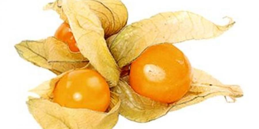 فوائد الحرنكش: - الكويت الاخباري