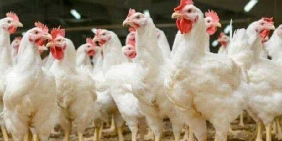 أسعار الفراخ البيضاء والبلدي اليوم في المنافذ والمحلات بعد انتهاء عيد الأضحى - الكويت الاخباري