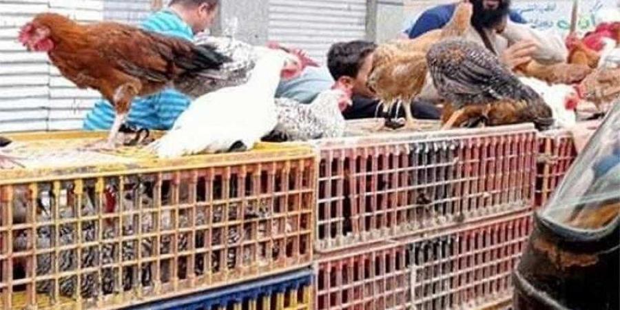 أسعار الدواجن والبيض في الأسواق اليوم الخميس - الكويت الاخباري