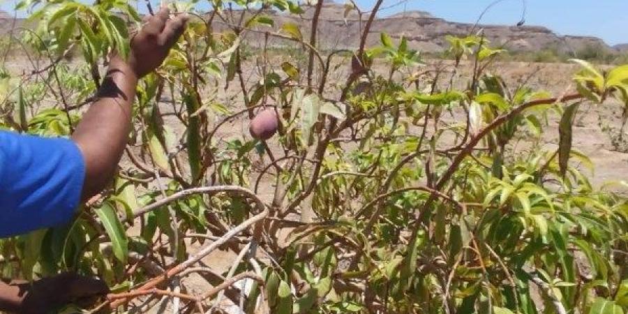 رئيس مدينة القصير يتفقد مزرعة القويح النموذجية لمتابعة الإنتاج الزراعي - الكويت الاخباري