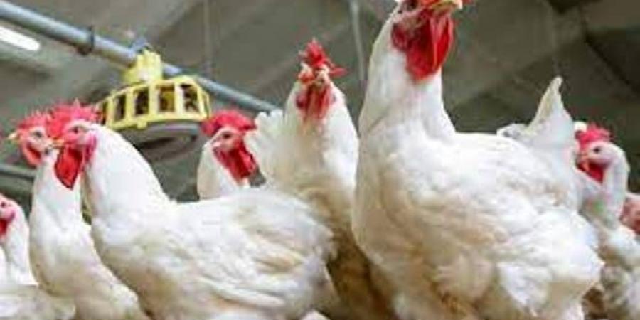  أسعار الدواجن اليوم السبت 14-6-2025   - الكويت الاخباري