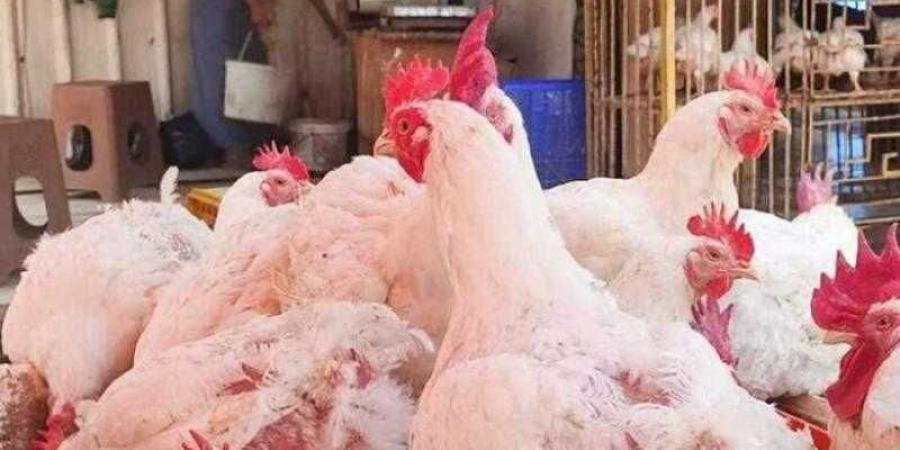 أسعار الدواجن والبيض في الأسواق اليوم الأحد - الكويت الاخباري