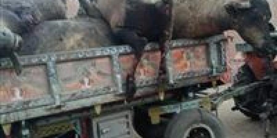 حريق هائل يلتهم 16 رؤوس ماشية بقرية ميت غزال بالغربية - الكويت الاخباري
