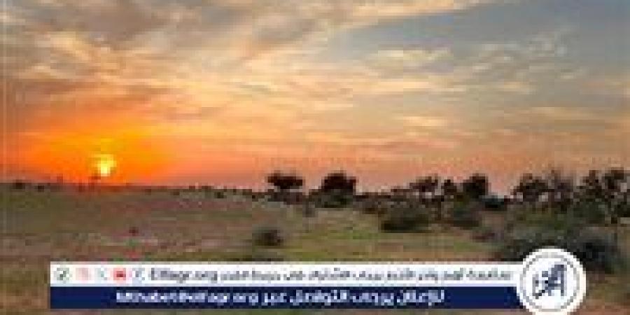 محمية الإمام تركي تفعّل اليوم العالمي لمكافحة التصحر.. «معًا لبيئة أكثر ازدهارًا» أخبار الأربعاء 18 يونيو - الكويت الاخباري
