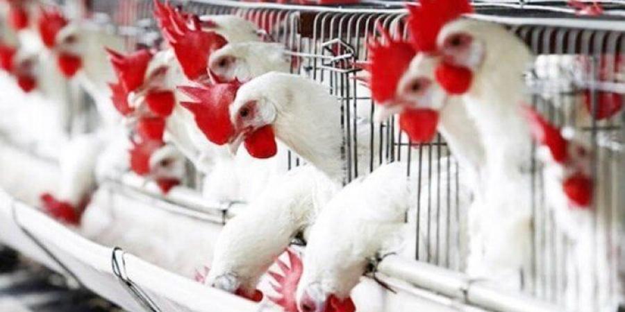 بكام الفراخ النهارده؟.. مفاجأة جديدة في أسعار الدواجن والبيض اليوم الجمعة 27 يونيو 2025 - الكويت الاخباري