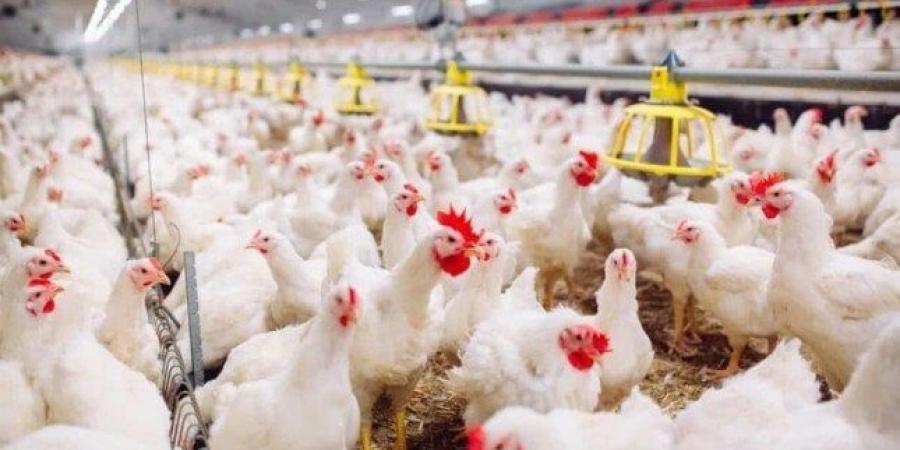 أسعار الدواجن والبيض اليوم الإثنين 30 يونيو 2025 - الكويت الاخباري