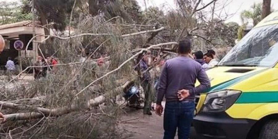 أول ضحايا الطقس.. وفاة شاب إثر سقوط شجرة عليه في المنوفية - الكويت الاخباري