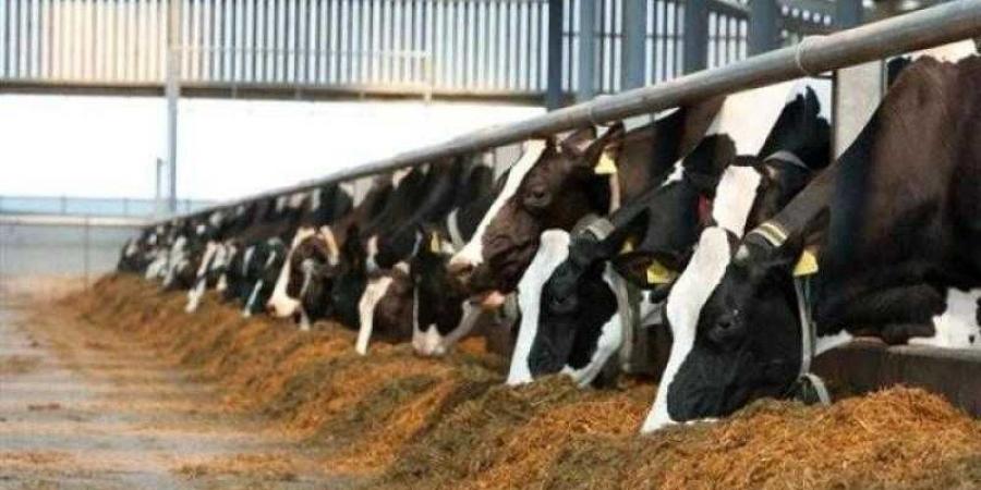 ”الزراعة” تصدر 677 ترخيص تشغيل جديد لأنشطة ومشروعات الإنتاج الحيواني والداجني - الكويت الاخباري