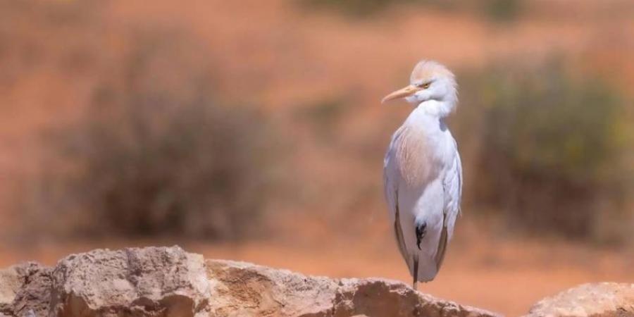 الطيور الصحراوية.. عبقرية التكيف في مواجهة التحديات البيئية - الكويت الاخباري