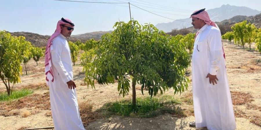 بيئة أضم تتابع ميدانيًا مزارع المانجو - الكويت الاخباري