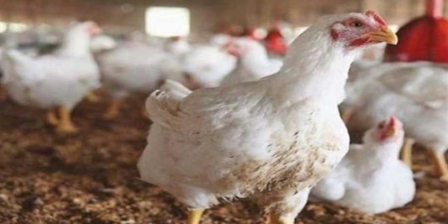 مفاجأة في كرتونة البيض .. استمرار الإستقرار في أسعار الدواجن اليوم - الكويت الاخباري