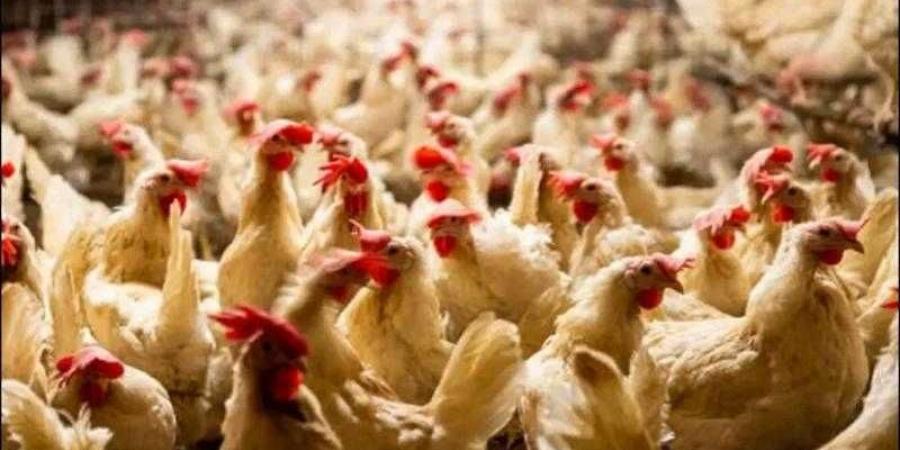 أسعار الدواجن والبيض في مصر اليوم الثلاثاء - الكويت الاخباري