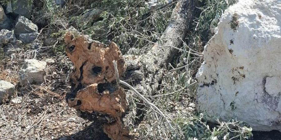 زيتون جنين في مواجهة الجرافات الإسرائيلية ومخطط ابتلاع الأرض - الكويت الاخباري